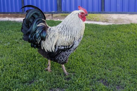 Portrait of a fat beautiful cock, it is important walking in the rural yard. In full growth. In profile.の写真素材