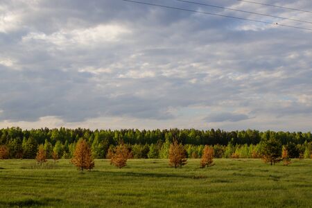 Burnt young pines on the field during the bottom fire. Spring renewal of nature.の写真素材