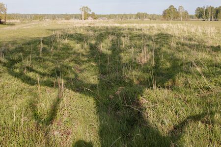 Shadow from an old lonely poplar standing in a field on a sunny day. Landscape.の写真素材