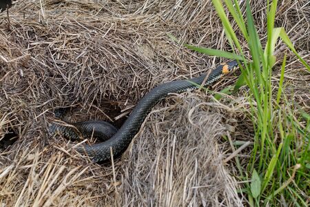 On a haystack or straw, the Snake with two orange stripes crawls out of sight of the observer.の写真素材
