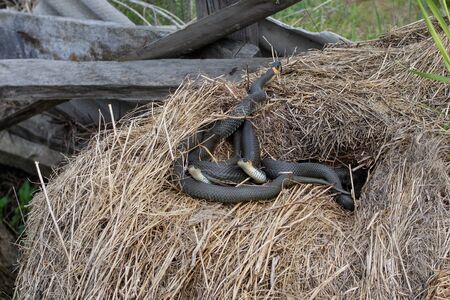 A ball of three snakes is in a haystack or straw. Two of them are looking at the camera, the third is crawling away.の写真素材