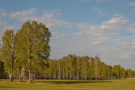Birch Grove. In the foreground are detached trees in a meadow. Summer sunny day.の写真素材