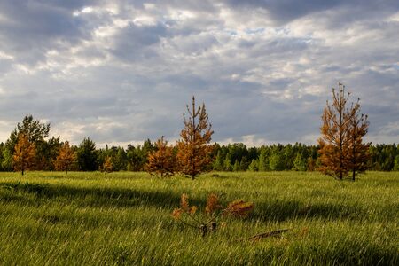 Burnt young pines on the field during the bottom fire. Spring renewal of nature.の写真素材