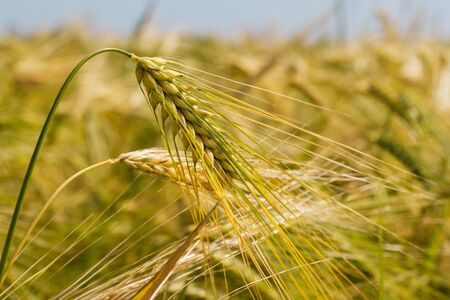 Ripening rye ears of corn on an agricultural field.の写真素材