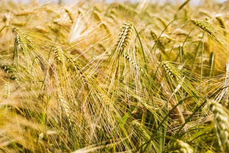 Spikes of ripening rye on an agricultural field.の写真素材