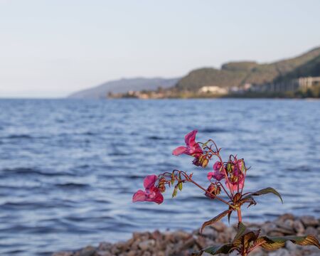 View of Lake Baikal near the town of Slyudyanka, Irkutsk Region, Russia. In the foreground are pink flowers.の写真素材