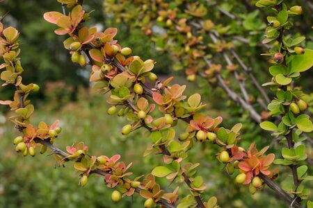 Season of beautiful autumn leaves. Ripening small berries of barberry. Nature backgroundの写真素材