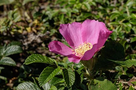 Closeup of a blooming pink wild rose flower. Top view.の写真素材