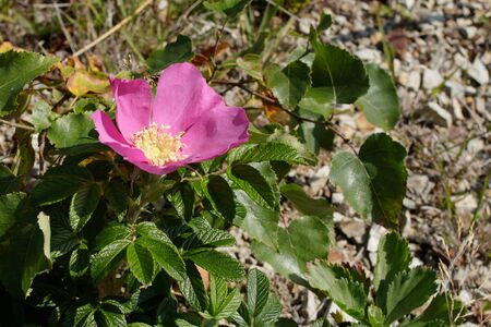 Closeup of a blooming pink wild rose flower. Top view.の写真素材