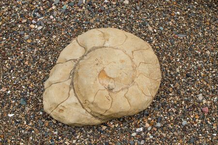 Ammonites are one of the ancient fossils. These are cephalopods that wore round shells.の写真素材