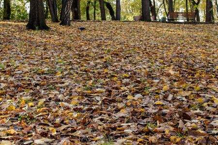 Colorful autumn leaves. lying on the ground in an old park. Backgroundの写真素材