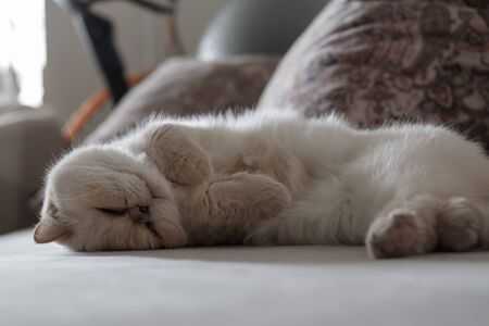 A cute beige domestic cat is sleeping sweetly on a sofa amid pillows.の写真素材