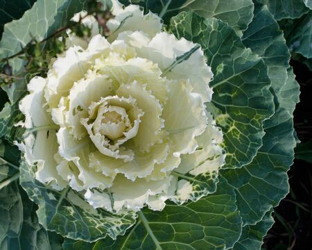 Ornamental cabbage. White flower in green leaves lit by sunlight. Top viewの写真素材
