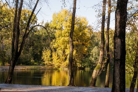 Old park in the fall. View through the trees to the lake with ducks.の写真素材