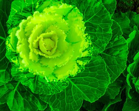 Decorative cabbage tinted in green neon. View from aboveの写真素材