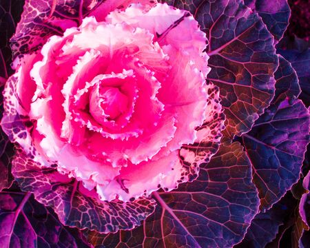 Decorative cabbage tinted in pink neon. View from aboveの写真素材