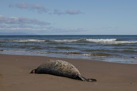 Killed by poachers a dead seal lies on the sandy shore of the Sea of Okhotsk.の写真素材