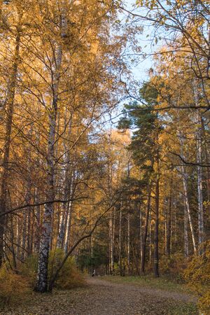 Autumn scenic forest park near the city. Senior woman is resting on a bench.の写真素材