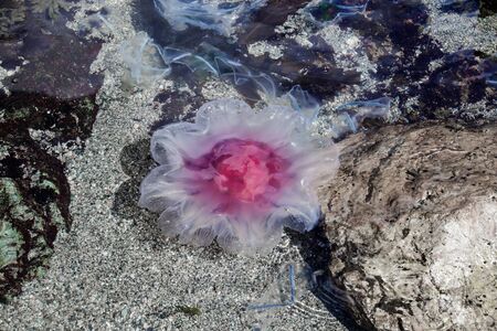 Beautiful jellyfish off the coast of Sakhalin Island, Russia. Cyanea capillata, Gonionemus vertens.の写真素材