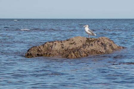 A beautiful seagull calmly standing on a stone among the sea waves. Island Sakhalin, Russiaの写真素材
