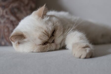 A cute beige domestic cat is sleeping sweetly on a sofa amid pillows.の写真素材