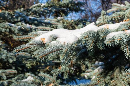 Snow on a blue spruce branch. He melted a little in the sun. Close upの写真素材