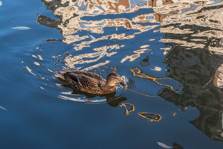Cityscape. Wild duck floats on the river. Reflect home in water creating a fancy abstract background.の写真素材