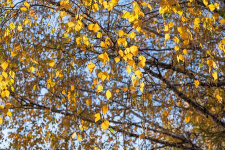Autumn background. Twigs of birch with bright yellow leaves on a background of blue sky.の写真素材