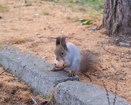 In autumn, in the old city park, a squirrel sits on a stone curb and gnaws a nut, holding it with its front paws.の写真素材