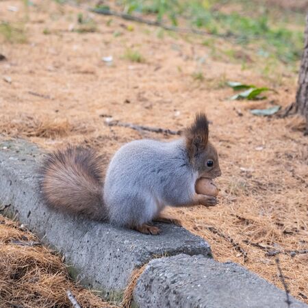 A squirrel sits on a stone curb in the old city park and gnaws a nut, holding it with its front pawsの写真素材
