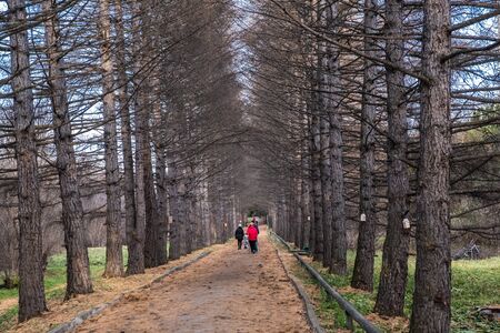 People walk along the alley of the old city park. Autumn landscape.の写真素材