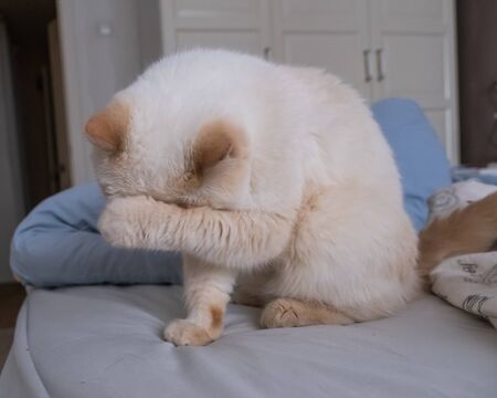 She does not want to look at it. The cat paw closes its eyes.の写真素材