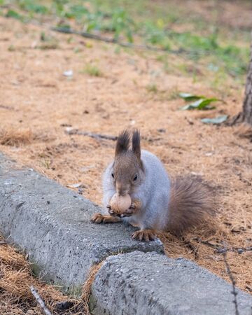 In the old city fall park, a squirrel sits on a stone curb and gnaws a nut, holding it with its front paws.の写真素材