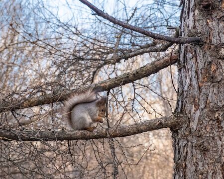 In an old city park, a squirrel sits on a larch branch