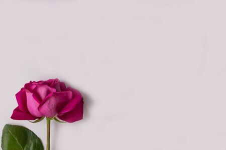 Pink rose with green leaves on a white background. Isolatedの写真素材