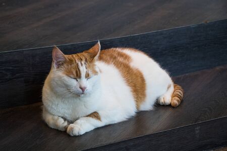 A cute red and white fat cat is resting on brown wooden steps.の写真素材