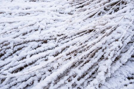 Texture of tall grass lying on the ground covered in icy snow.の写真素材
