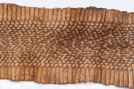 Part of the skin of a snake on a white background.