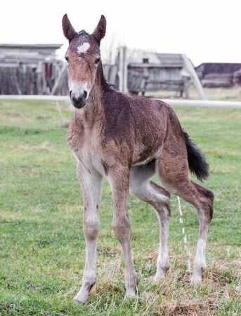 Portrait of a cute foal wet after rain. He is standing in the meadow, looking at the camera and pissing.の写真素材