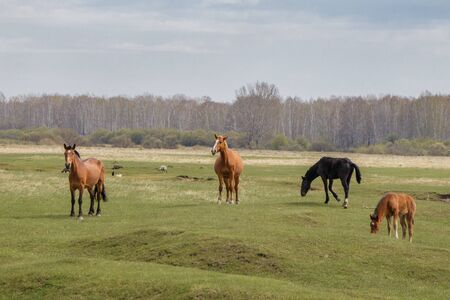 In the spring 4 horses calmly graze in the pasture. In the background is a forest.の写真素材