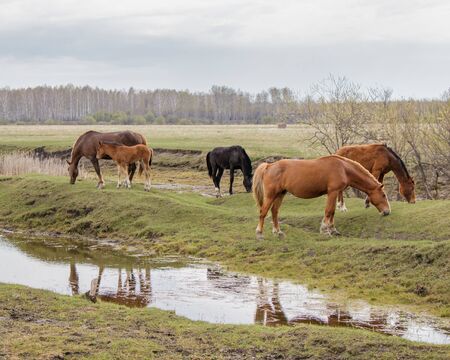 A mother with a foal and other horses calmly graze in a pasture near the water. In the background is a forest.の写真素材