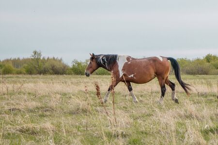 A beautiful horse of unusual color gracefully goes along the pasture. Copy space. Place for text.の写真素材