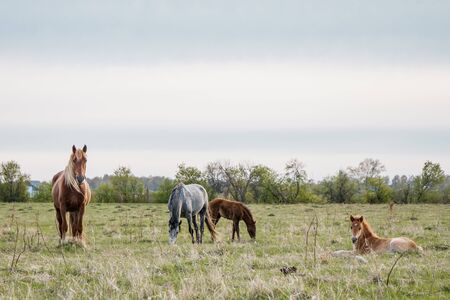 Horses calmly graze in the pasture. Mom horse with a baby foal are looking at the camera. Copy space. Place for textの写真素材