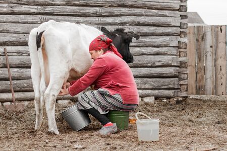 A woman in a red scarf milks a cow against the background of a log wall in a Siberian village, Russiaの写真素材
