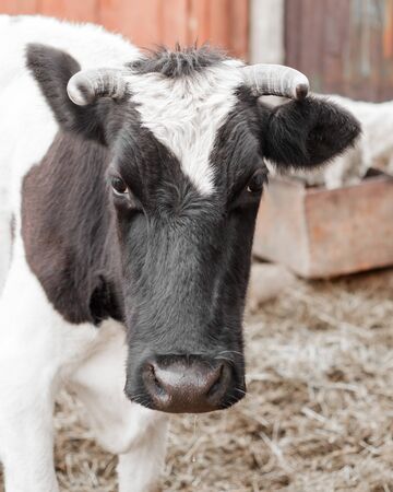 Close up portrait of a black and white cow looking at the camera.の写真素材