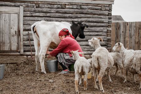 A woman in a red headscarf milks a black and white cow on a farm in a Siberian village, Russia. A few white goats go to her.の写真素材