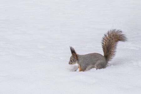Cute squirrel jumping in a snowdrift on a background of white snow.の写真素材