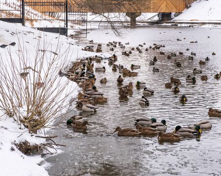Wild ducks swim along the river in the winter city park. The banks of the river are covered with white snow. Yekaterinburg, Russia.の写真素材
