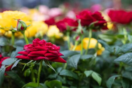 Blossoming bud of a red rose on a blurred background of colorful flowers.の写真素材