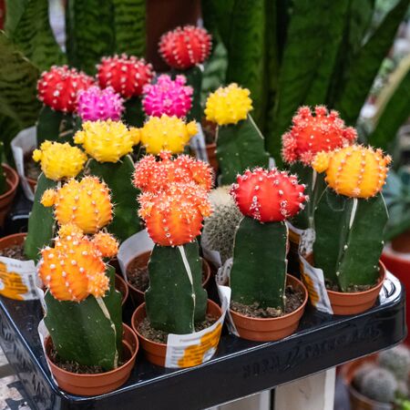Exotic gimnokalitsium mix houseplant in a pot is sold in a flower shop.の写真素材